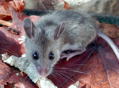 Penticton company keeping pests at bay in the Okanagan | iNhome